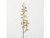 Spider Orchid Stem
