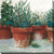 Pots of Herbs I