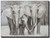 Elephant Family