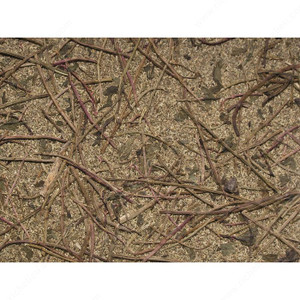Pfeffarminz Sheet - Peppermint 0146, Pfeffarminz Sheet - Peppermint 0146,
