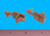 Shelf Support - 5/8" - 5mm peg - Locking Wings, Tan, Bag of 24 Shelf Support - 5/8" - 5mm peg - Locking Wings, Tan, Bag of 24