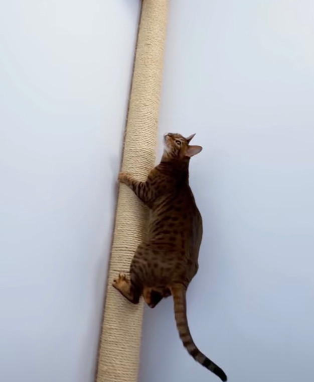 Cat Scratch Poll Tubing, Hemp Rope Cat Climbing Post, Choose sizes, Free Trimming any size shorter