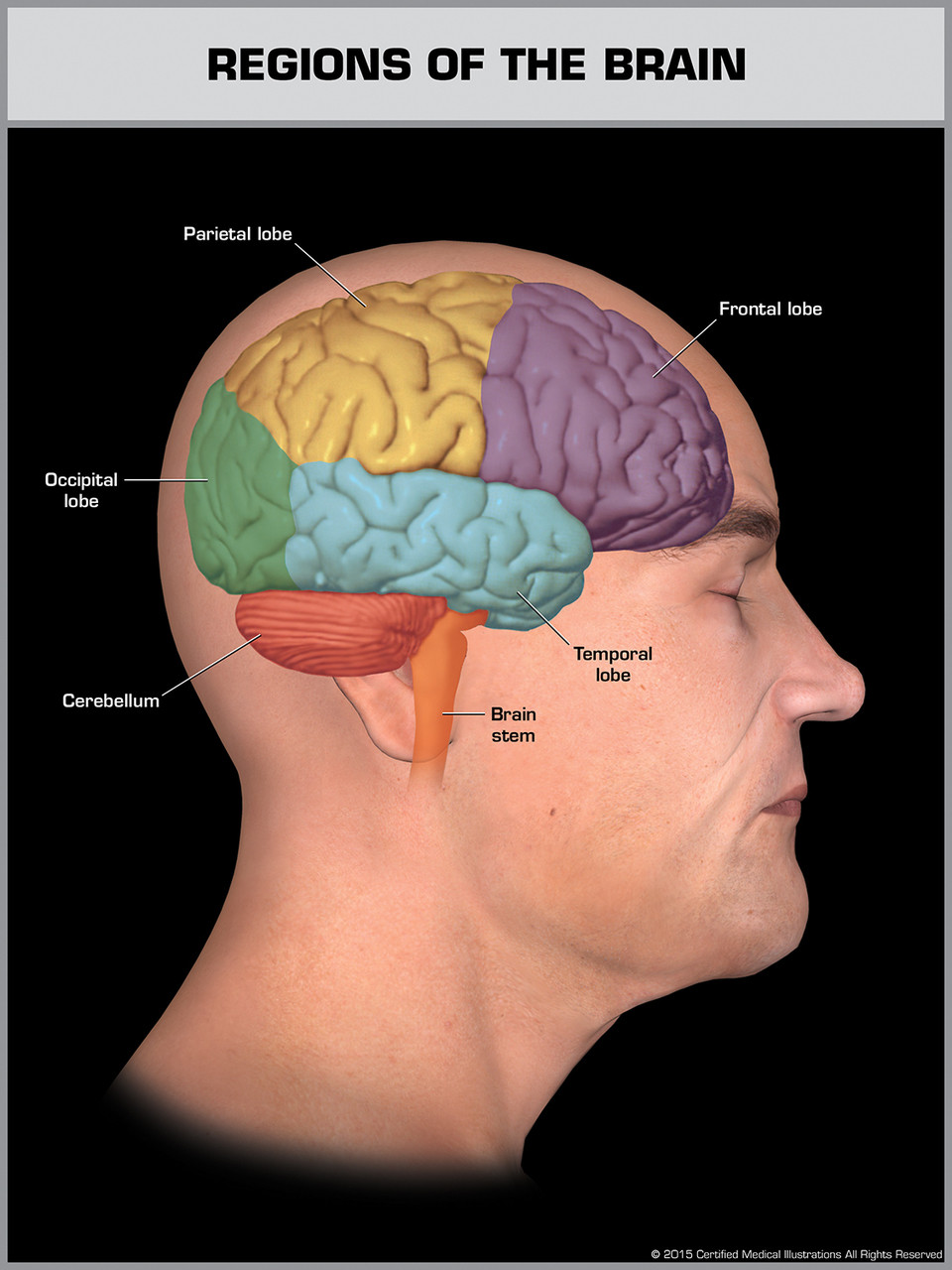 Regions of the Brain - Print Quality Instant Download