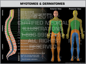 Exhibit of Myotomes & Dermatomes