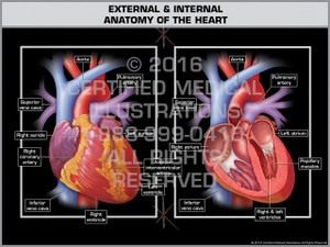 Exhibit of External & Internal Anatomy of the Heart