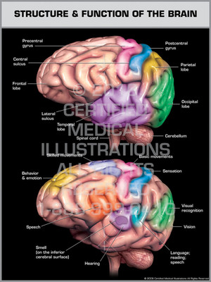 Exhibit of Structure & Function of the Brain