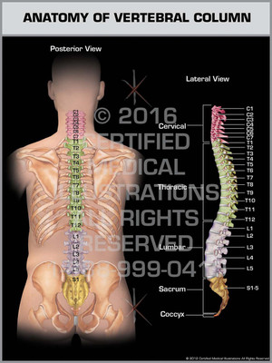 Exhibit of Anatomy of Vertebral Column