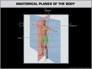 Exhibit of Anatomical Planes of the Body Exhibit of Anatomical Planes of the Body