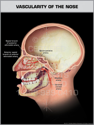 Exhibit of Vascularity of the Nose - Print Quality Instant Download Exhibit of Vascularity of the Nose - Print Quality Instant Download