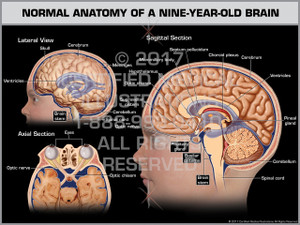 Exhibit of Normal Anatomy of a Nine-Year-Old Brain Exhibit of Normal Anatomy of a Nine-Year-Old Brain
