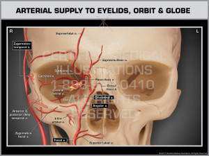 Arterial Supply to Eyelids, Orbit & Globe