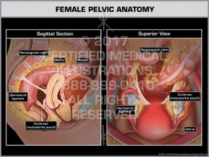 Female Pelvic Anatomy- Print Quality Instant Download Female Pelvic Anatomy- Print Quality Instant Download