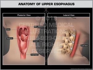 Exhibit of Anatomy of Upper Esophagus- Print Quality Instant Download Exhibit of Anatomy of Upper Esophagus- Print Quality Instant Download