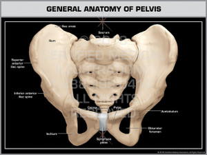 General Anatomy of Pelvis General Anatomy of Pelvis