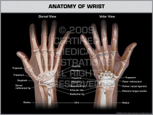 Exhibit of Anatomy of Wrist.
