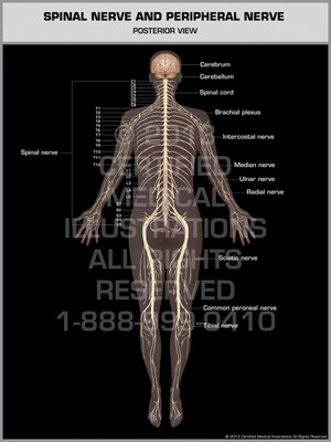 Exhibit of Spinal Nerve & Peripheral Nerve.