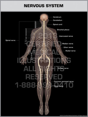 Exhibit of Nervous System.