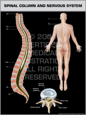 Exhibit of Spinal Column & Nervous System Male. Exhibit of Spinal Column & Nervous System Male.