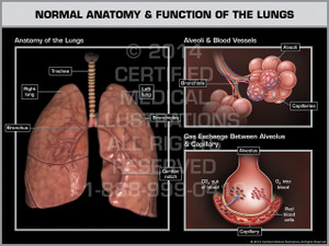 Exhibit of Normal Anatomy & Function of the Lungs.