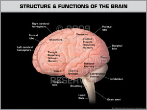 Exhibit of Structure & Functions of the Brain. Exhibit of Structure & Functions of the Brain.