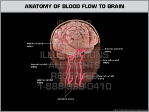 Exhibit of Anatomy of Blood Flow to Brain. Exhibit of Anatomy of Blood Flow to Brain.