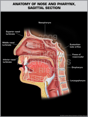Exhibit of Anatomy of Nose and Pharynx, Sagittal Section. Exhibit of Anatomy of Nose and Pharynx, Sagittal Section.