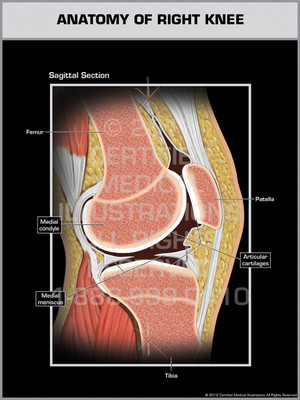 Exhibit of Anatomy of Right Knee.