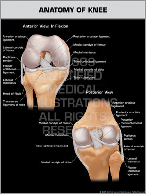 Anatomy of Knee