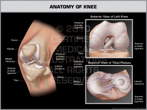 Anatomy of Knee 1