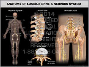 Exhibit of Anatomy of Lumbar Spine & Nervous System. Exhibit of Anatomy of Lumbar Spine & Nervous System.