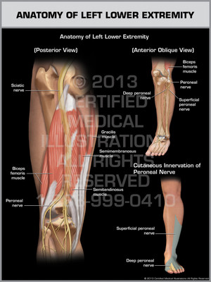 Exhibit of Anatomy of Left Lower Extremity. Exhibit of Anatomy of Left Lower Extremity.