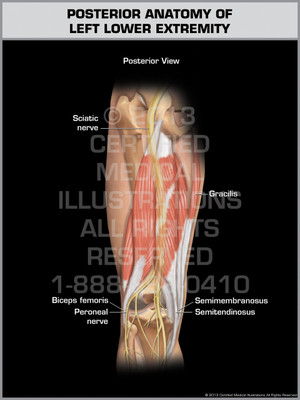Exhibit of Posterior Anatomy of Left Lower Extremity. Exhibit of Posterior Anatomy of Left Lower Extremity.