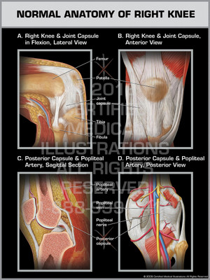 Normal Anatomy of Right Knee