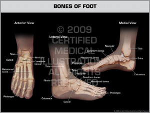 Exhibit of Bones of Foot. Exhibit of Bones of Foot.