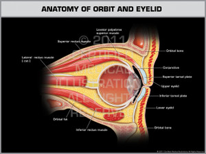 Exhibit of Anatomy of Orbit and Eyelid. Exhibit of Anatomy of Orbit and Eyelid.