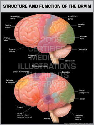 Exhibit of Structure and Function of the Brain.