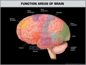 Exhibit of Function Areas of Brain. Exhibit of Function Areas of Brain.