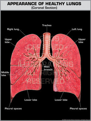 Exhibit of Appearance of Healthy Lungs. Exhibit of Appearance of Healthy Lungs.