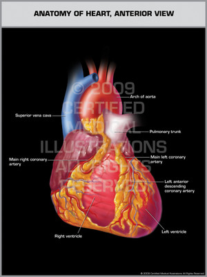 Exhibit of Anatomy of Heart, Anterior View.