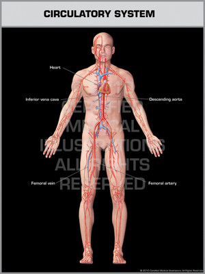 Exhibit of Circulatory System Male. Exhibit of Circulatory System Male.