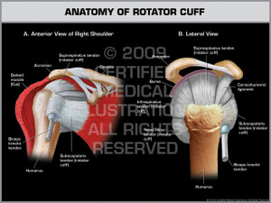 Exhibit of Anatomy of Rotator Cuff - Right. Exhibit of Anatomy of Rotator Cuff - Right.