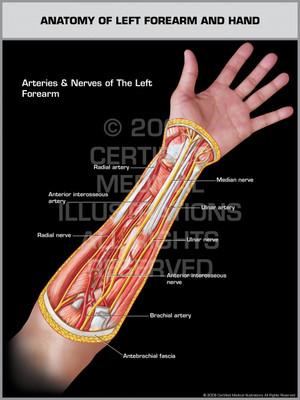 Anatomy of Left Forearm & Hand Anatomy of Left Forearm & Hand