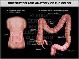Exhibit of Orientation and Anatomy of the Colon.