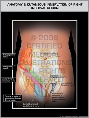 Anatomy & Cutaneous Innervation of Right Inguinal Region Anatomy & Cutaneous Innervation of Right Inguinal Region