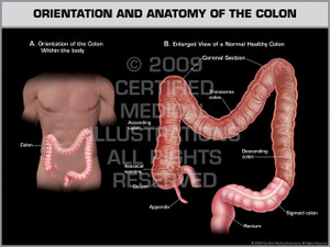 Exhibit of Orientation & Anatomy of the Colon Male Exhibit of Orientation & Anatomy of the Colon Male
