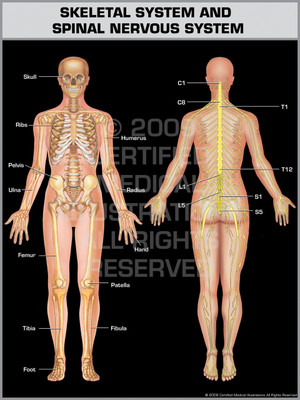 Skeletal System & Spinal Nervous System Skeletal System & Spinal Nervous System
