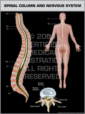 Spinal Column & Nervous System Female