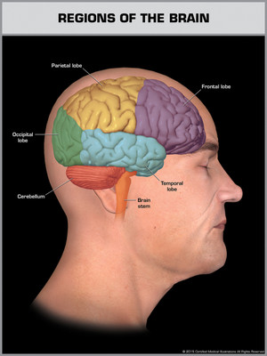 Exhibit of Regions of the Brain - Print Quality Instant Download