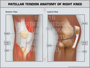 Exhibit of Patellar Tendon Anatomy of Right Knee Exhibit of Patellar Tendon Anatomy of Right Knee