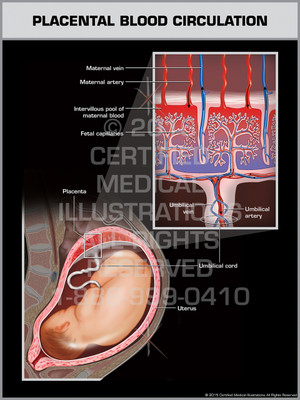Exhibit of Placental Blood Circulation - Print Quality Instant Download